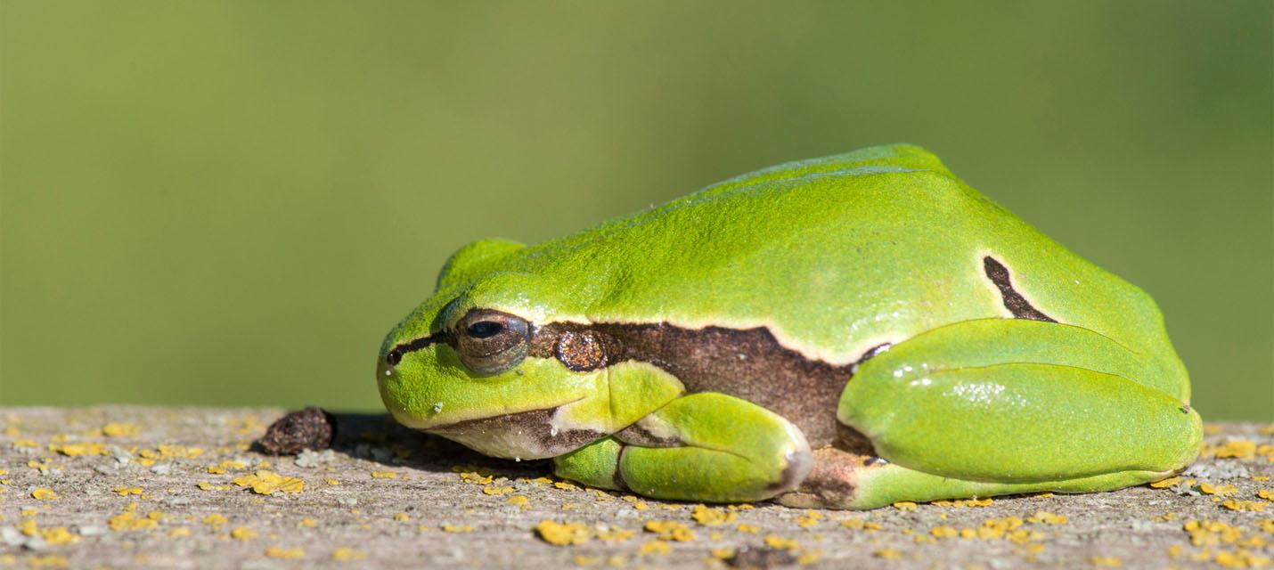Rainette verte