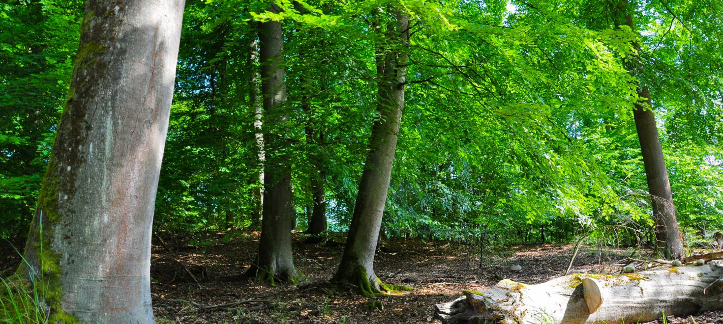 Forêt