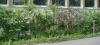 Haie en milieu construit